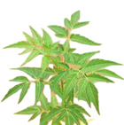 Malaivembu Powder 100g