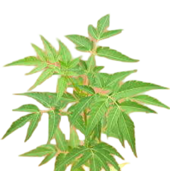 Malaivembu Powder 100g