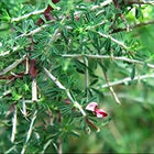 Sivanar vembu powder 100g