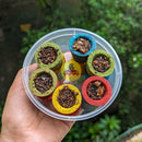 Agarbathi and Sambrani-7