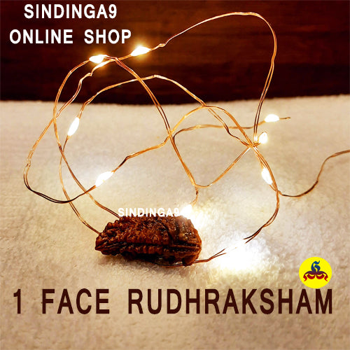 Rudraksha - All faces / Rudhraksha kottai