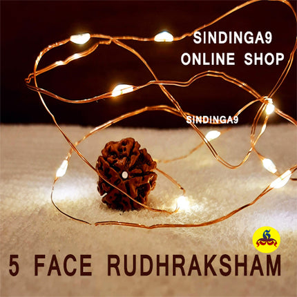 Rudraksha - All faces / Rudhraksha kottai