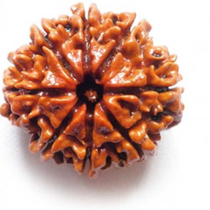 Rudraksha - All faces / Rudhraksha kottai