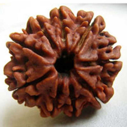 Rudraksha - All faces / Rudhraksha kottai