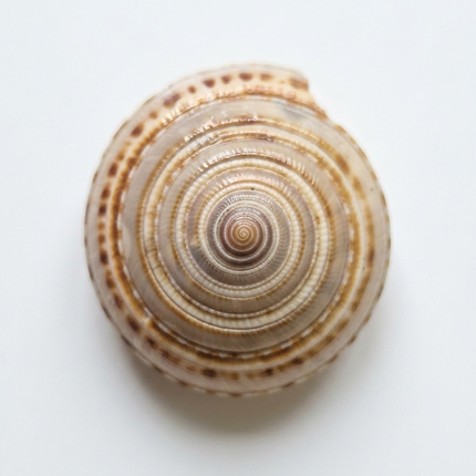 Vishnu Chakra