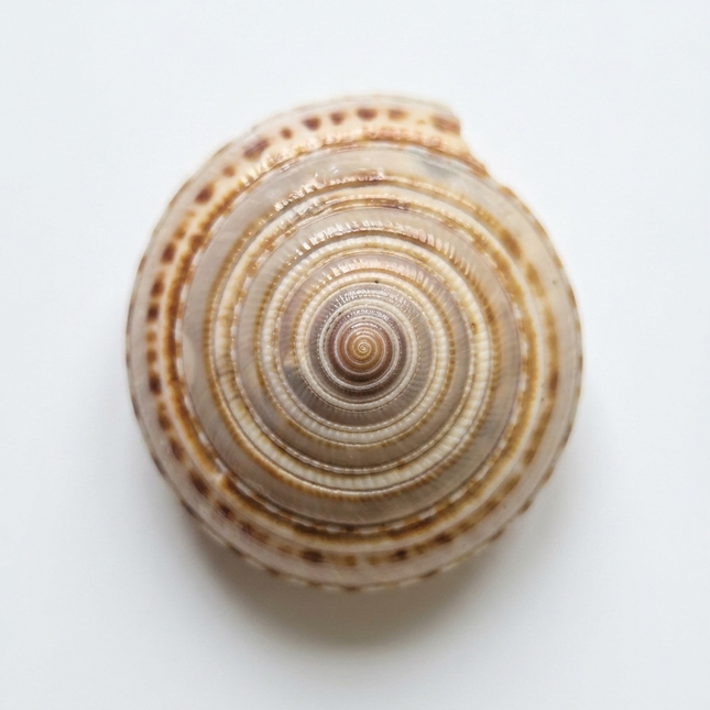 Vishnu Chakra