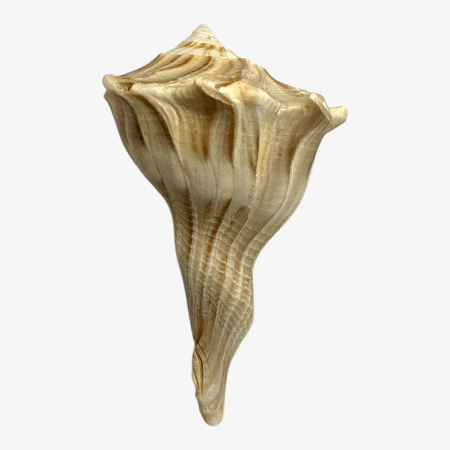 Stripped valampuri Sangu 3 inches