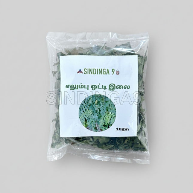 Elumbu Otti Ilai / Bone Joint Leaves - 10 g