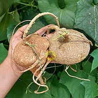 Akasa garudan kizhangu Akasa garudan kizhangu