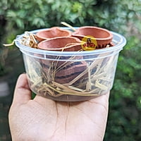 Mann Agal vilakku - 12 nos set Mann Agal vilakku - 12 nos set